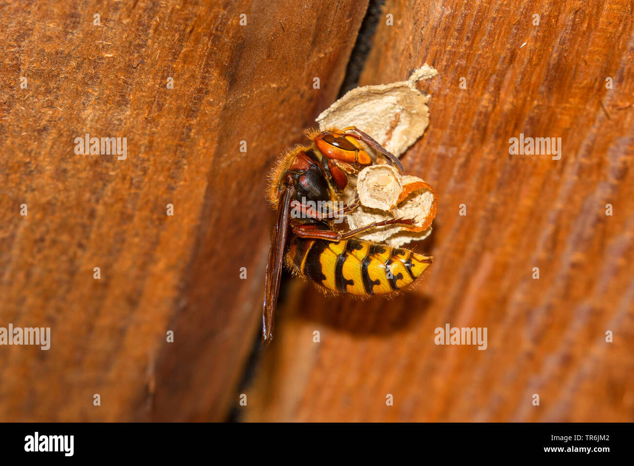 Hornet, brown Hornet, Europäische Hornisse (Vespa crabro), Königin beginnt mit dem Nestbau, Deutschland, Bayern Stockfoto