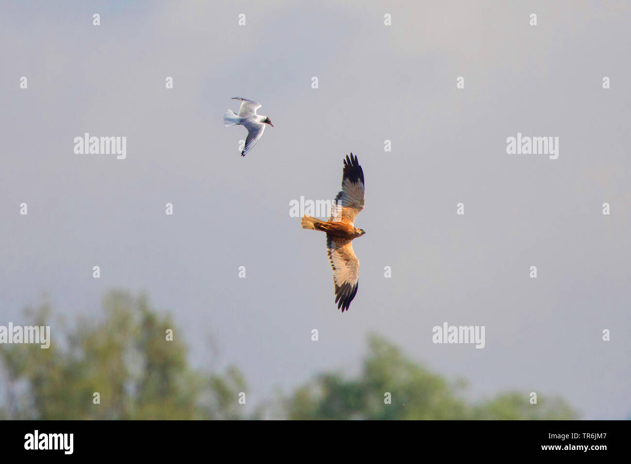 Western Rohrweihe (Circus aeruginosus), männlich wird durch eine Lachmöwe, Deutschland angegriffen, Bayern Stockfoto