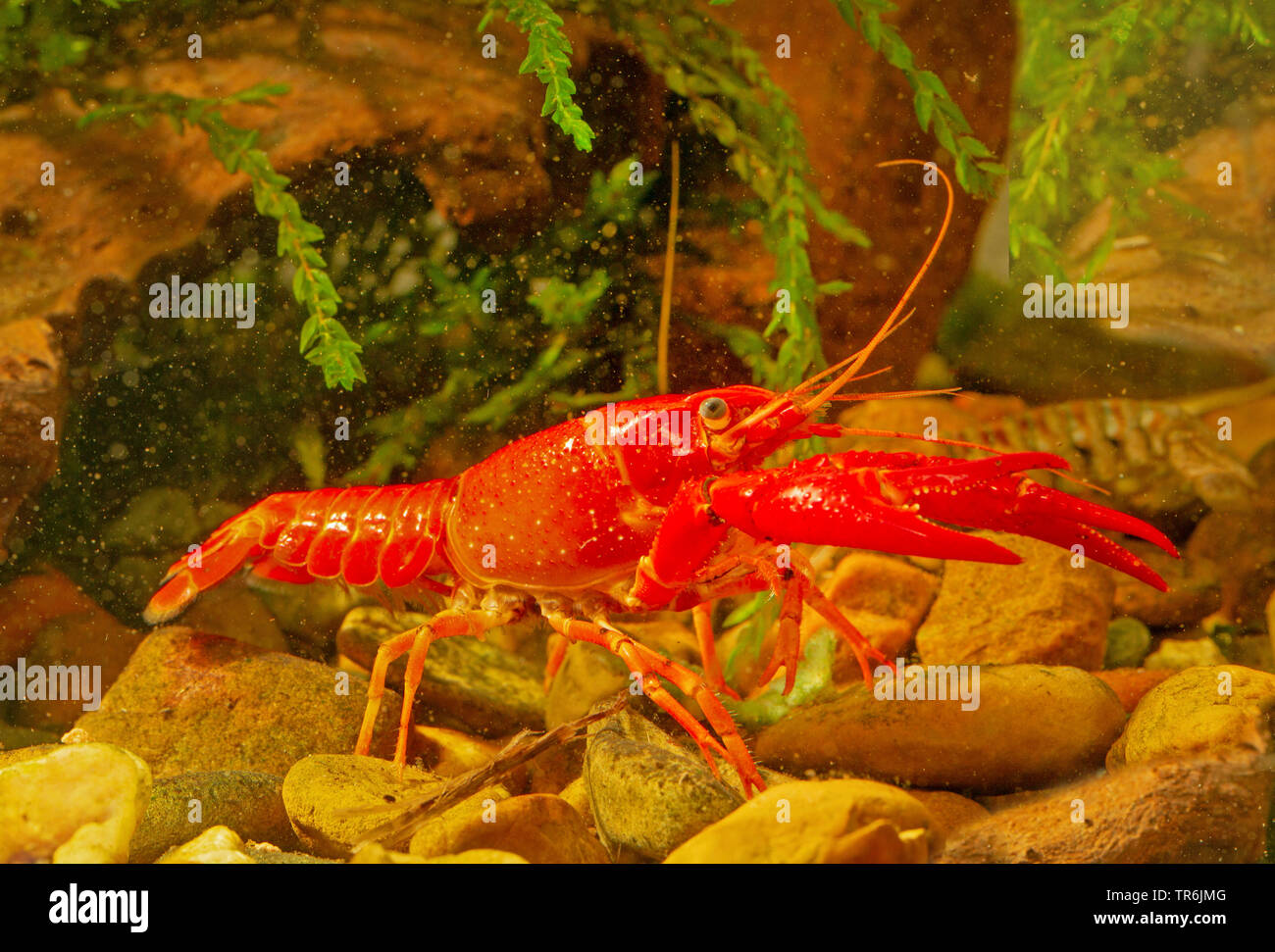 Louisiana krebse procambarus clarkii -Fotos und -Bildmaterial in hoher ...