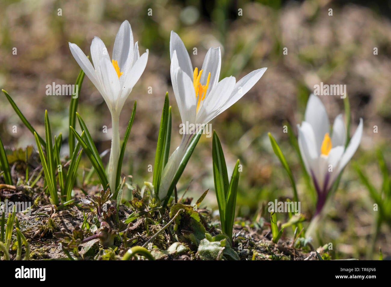 Niederländische Krokus, Frühling Krokusse (Crocus vernus, Crocus neapolitanus), blühende, Österreich, Tirol, Kirchberg Stockfoto