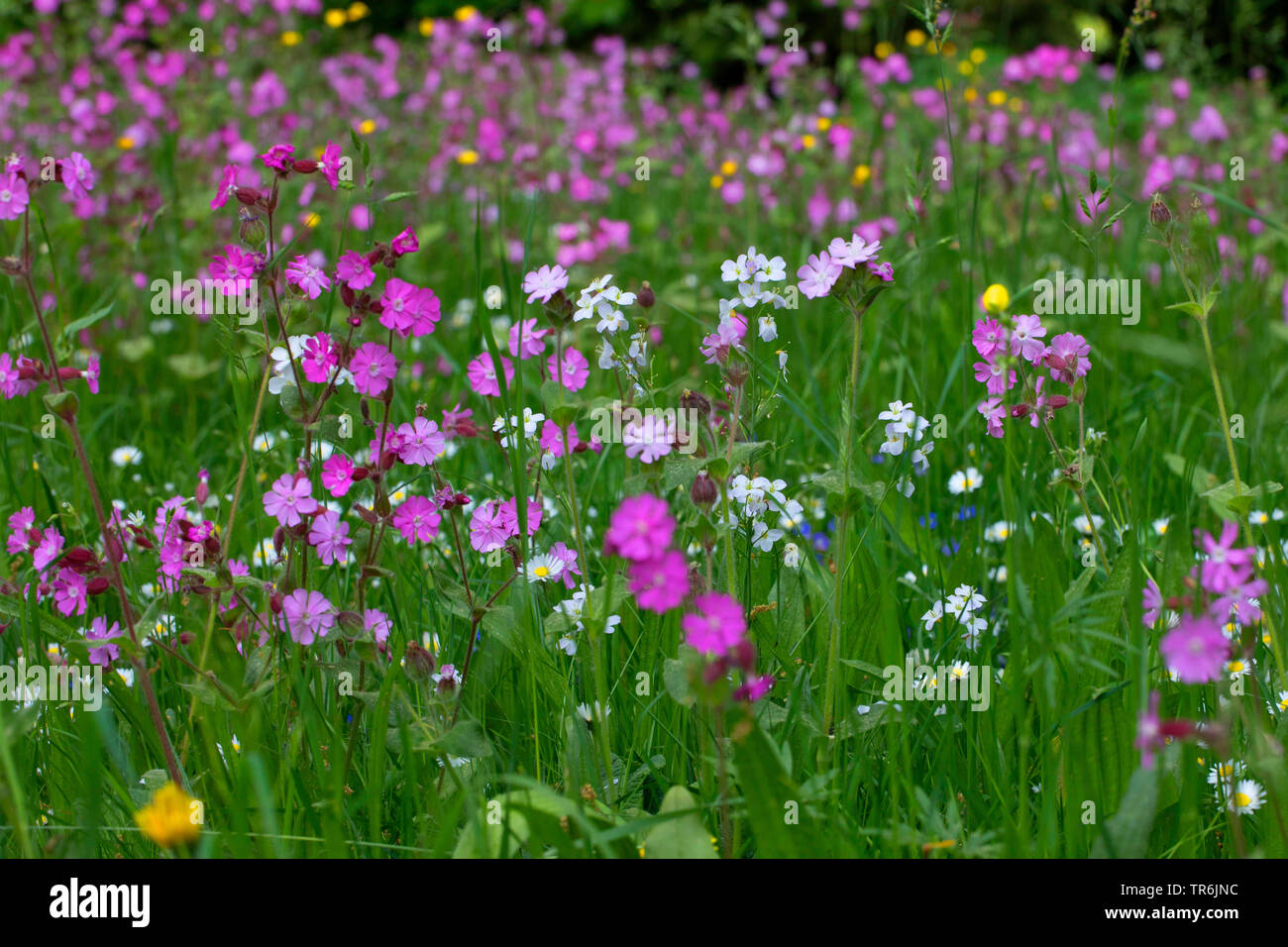 Red Campion (Silene dioica), Blumenwiese mit vielen Blumen und Kuckuck Blumen, Deutschland, Bayern, Isental Stockfoto