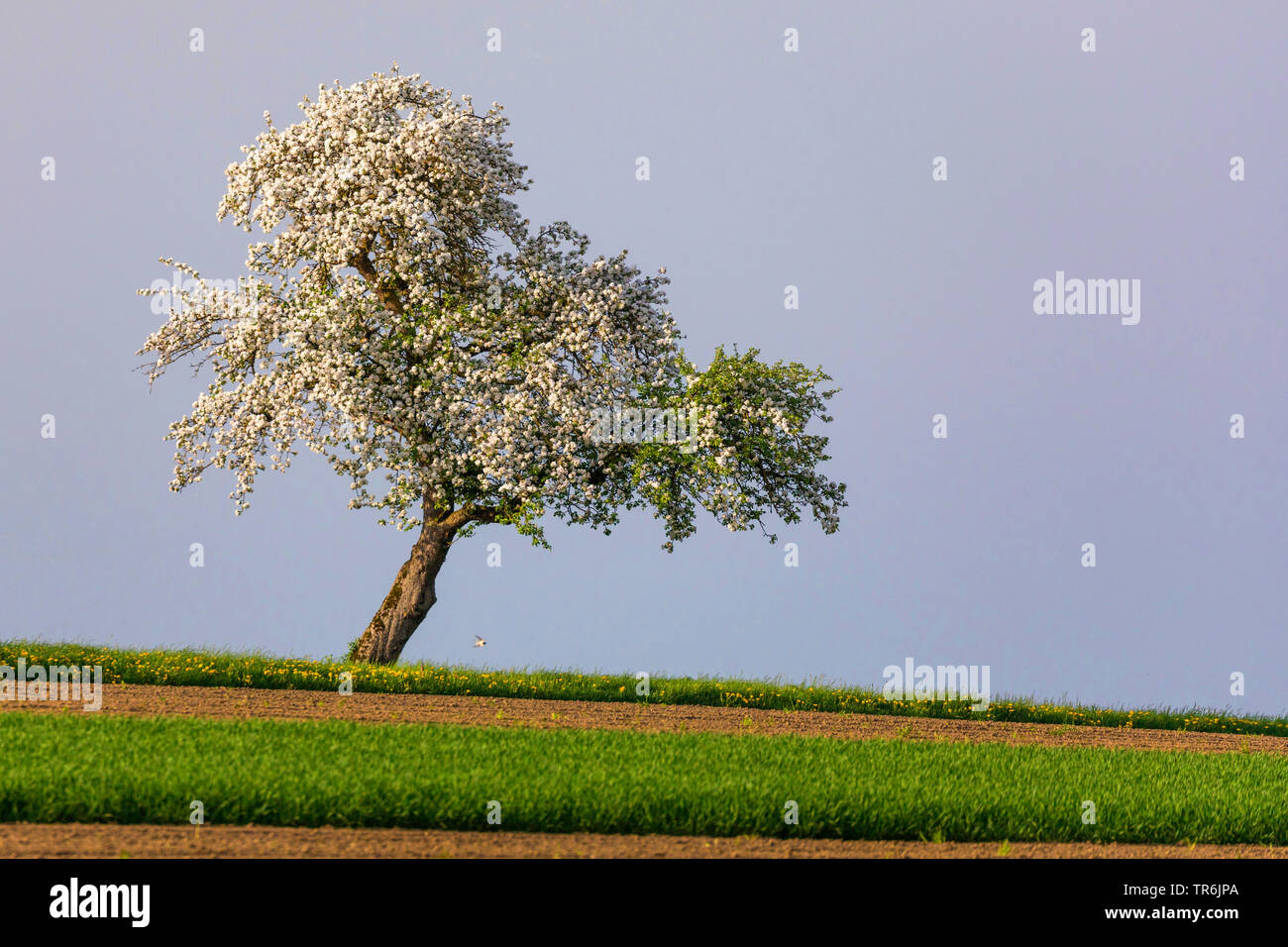 Apfelbaum (Malus Domestica), ein blühender Apfelbaum auf einem Hügel, Deutschland, Bayern, Isental Stockfoto