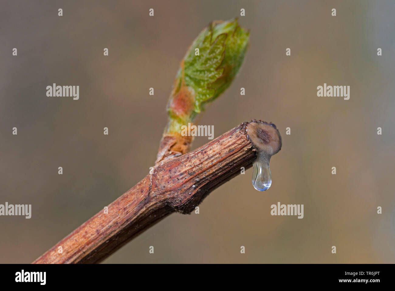 Rebe, Weinrebe (Vitis vinifera), Blutungen nach dem Schneiden, Deutschland Stockfoto