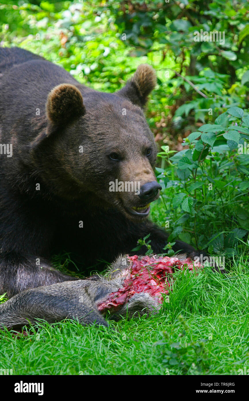 Europäische Braunbär (Ursus arctos arctos), Verfütterung von Fleisch, Deutschland Stockfoto