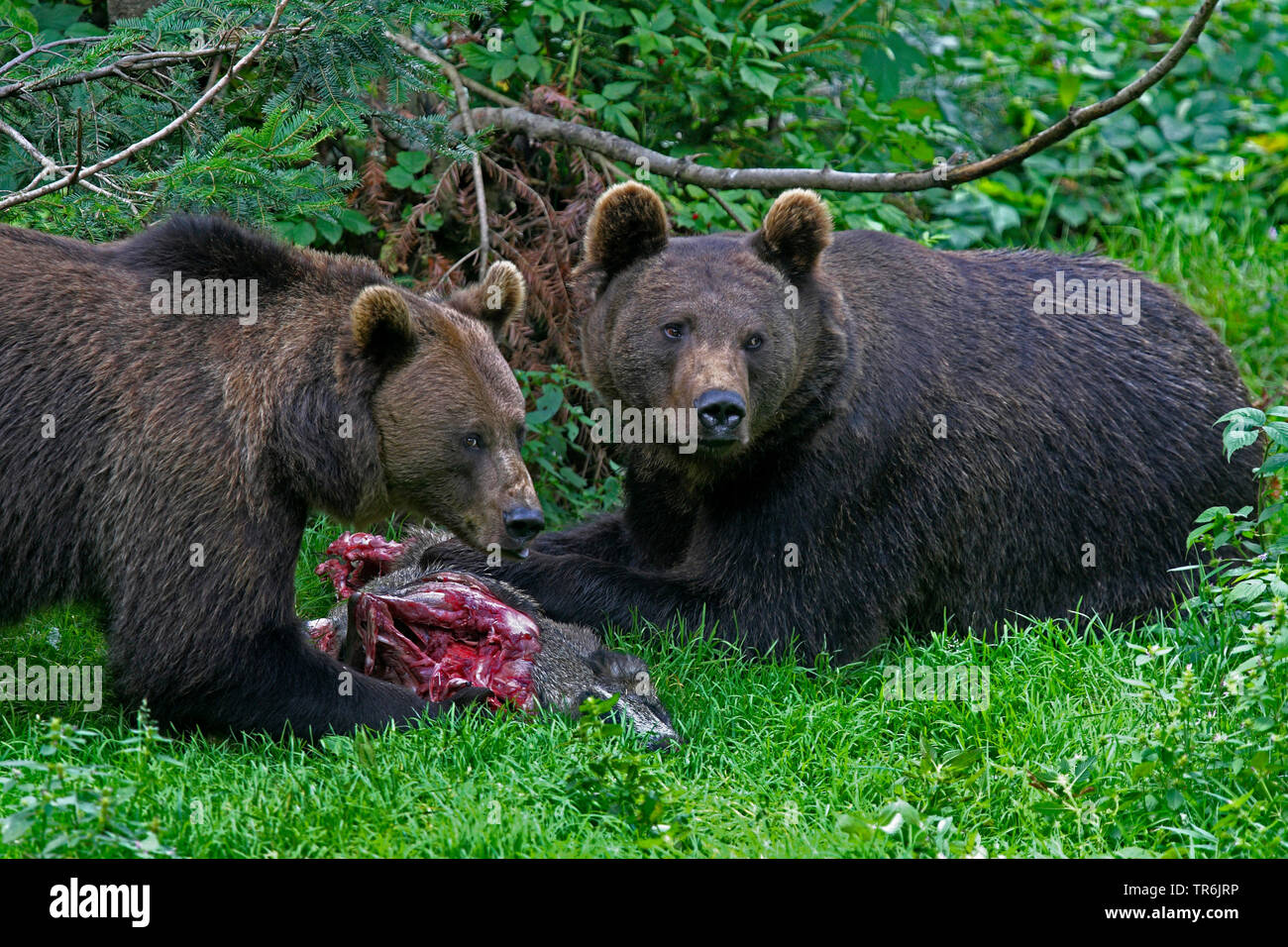 Europäische Braunbär (Ursus arctos arctos), Braunbären Verfütterung von Fleisch, Deutschland Stockfoto