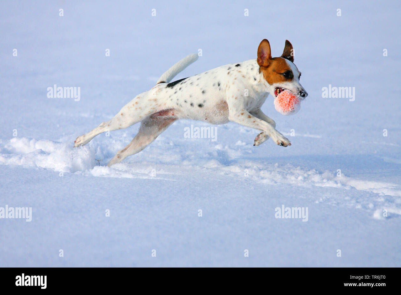 Jack Russell Terrier (Canis lupus f. familiaris) Spielen im Schnee mit einem Ball im Maul, Deutschland Stockfoto