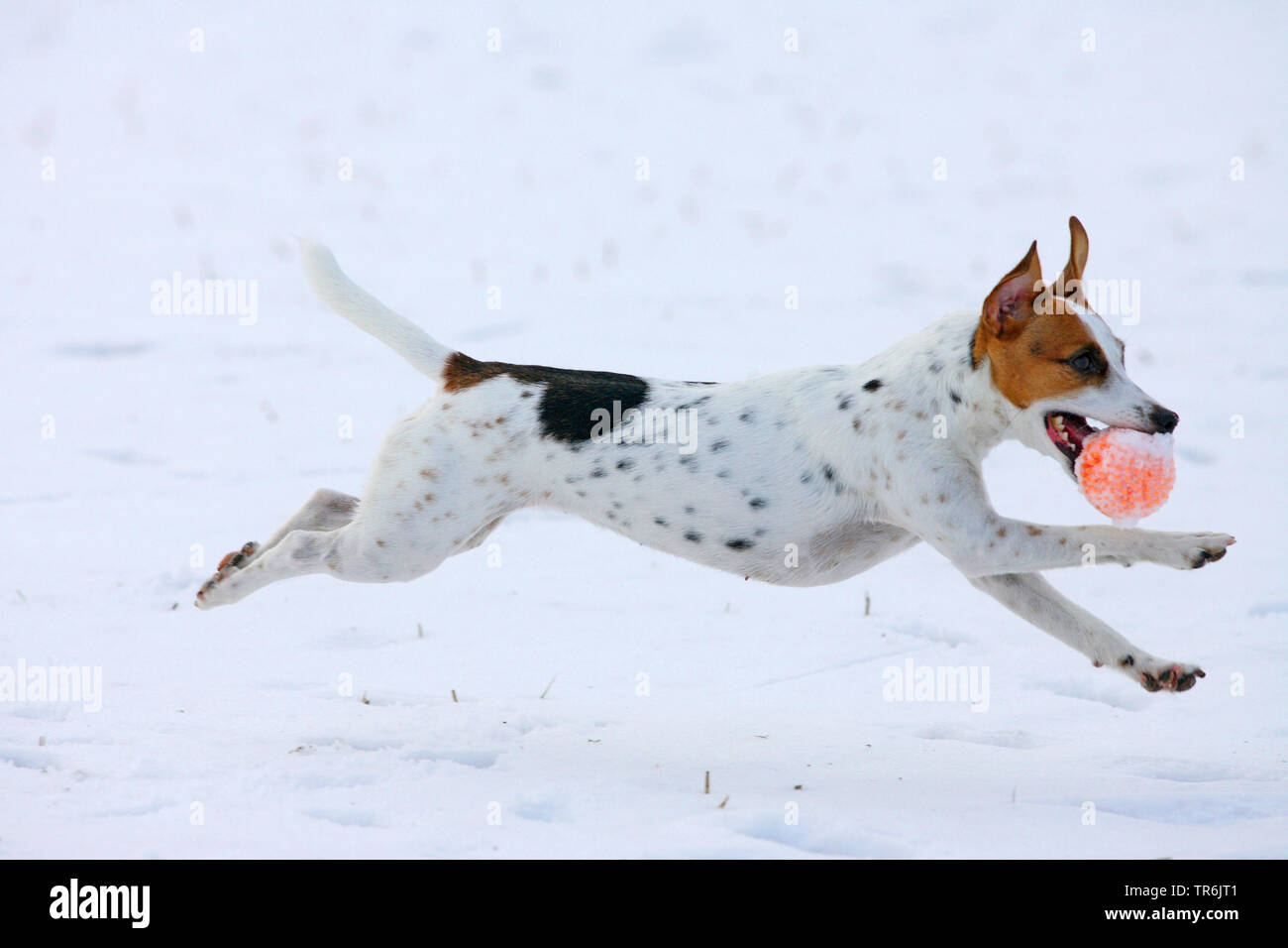 Jack Russell Terrier (Canis lupus f. familiaris) Spielen im Schnee mit einem Ball im Maul, Deutschland Stockfoto