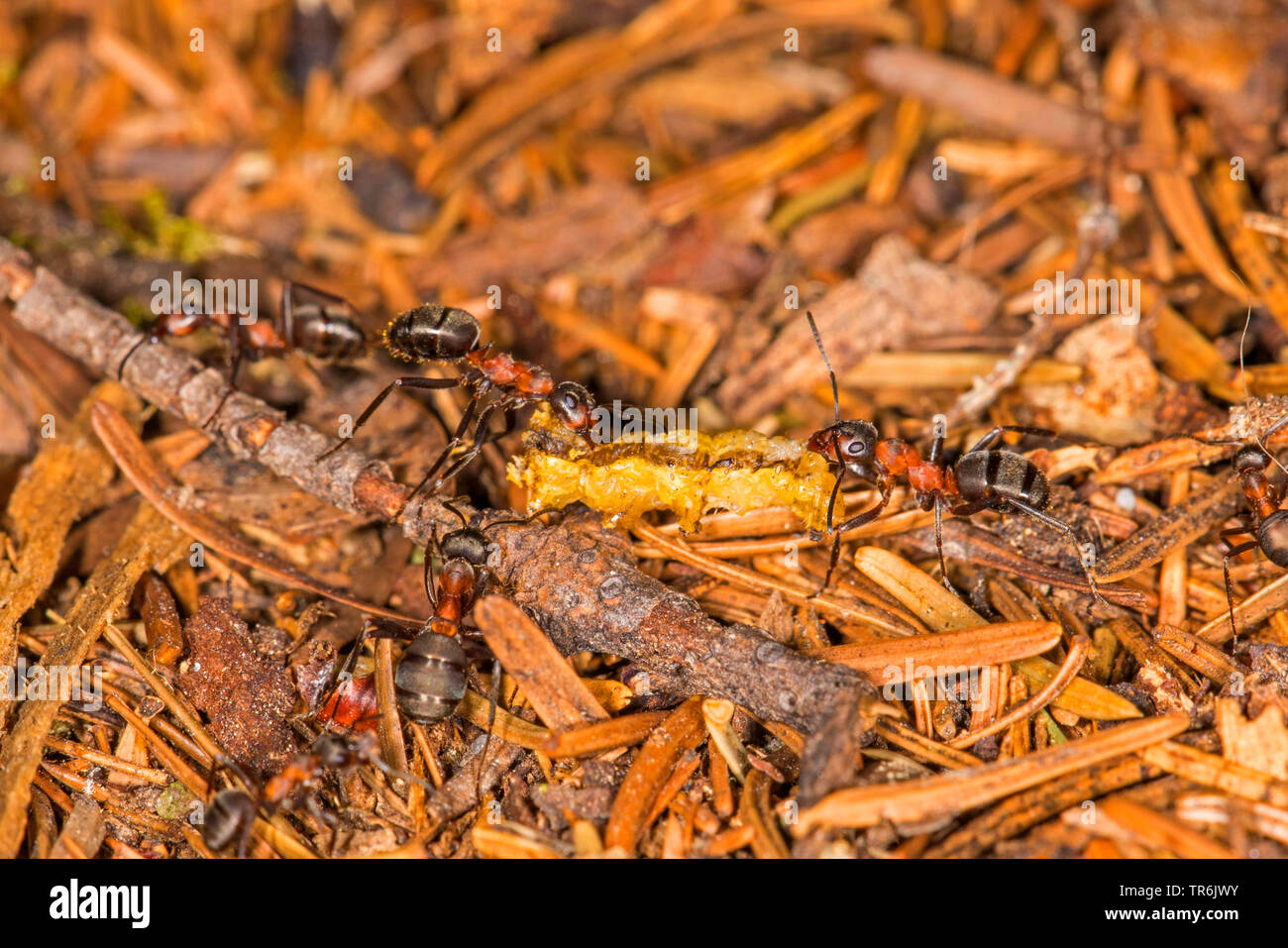 Kleine rote Waldameise (Formica polyctena), den Transport von einer Raupe zu Ant Hill, Deutschland, Bayern Stockfoto