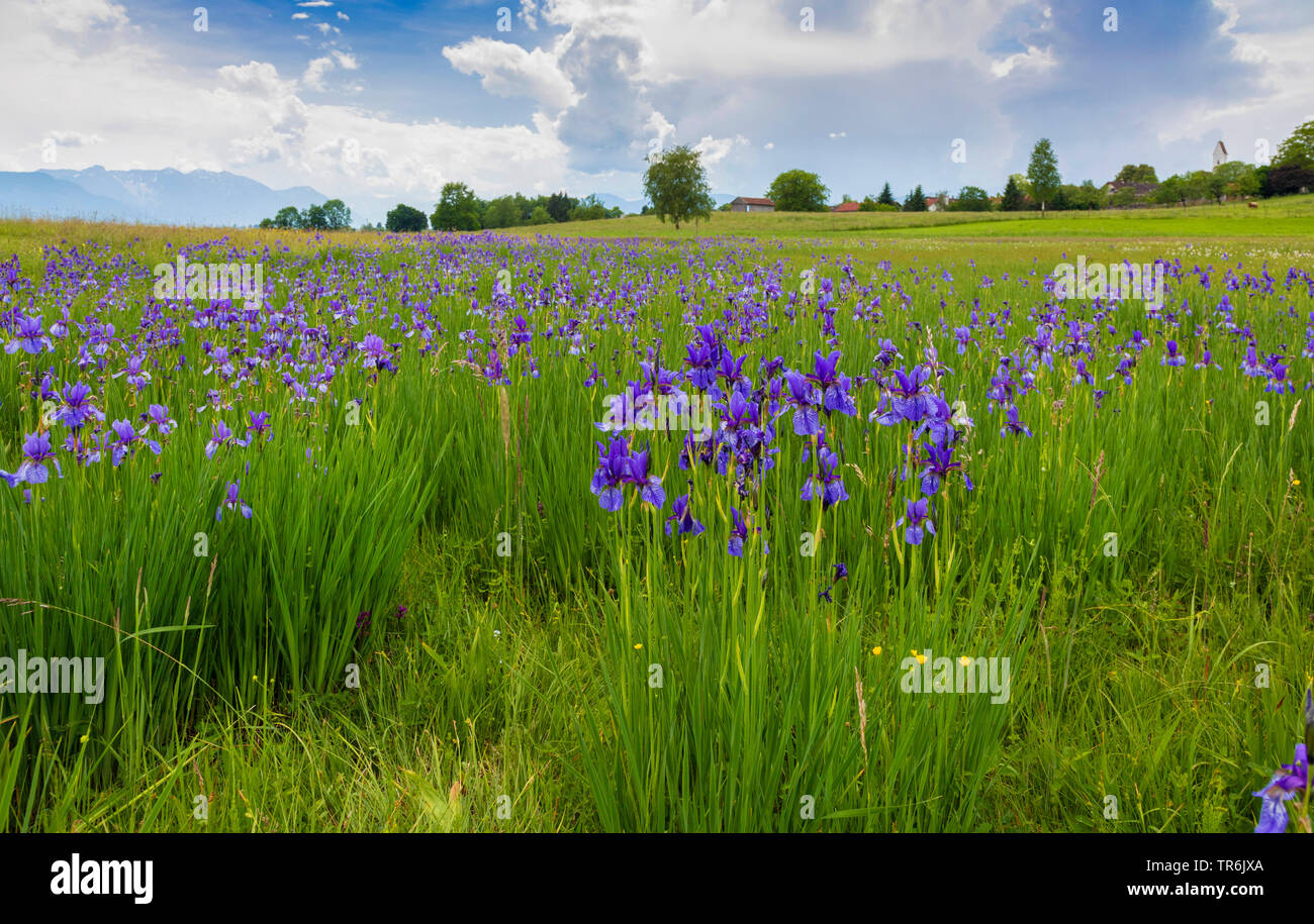 Sibirische Schwertlilie, sibirische Flag (Iris pumila), blühende Bevölkerung mit kleinen Dorf im Hintergrund, Deutschland, Bayern, Staffelseemoore Stockfoto