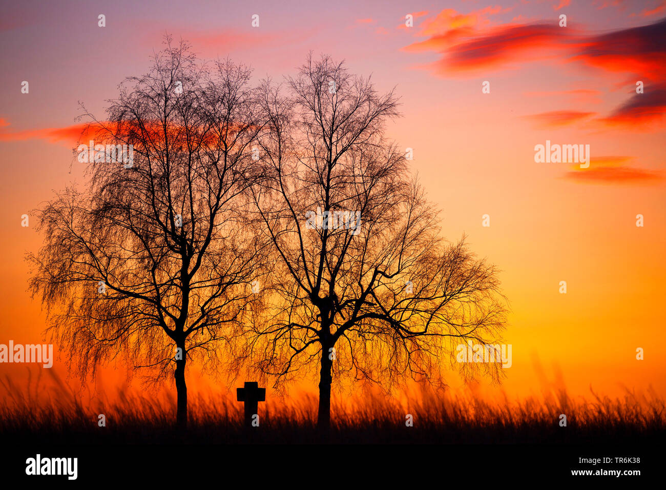 Feld Kreuz zwischen Birken bei Sonnenuntergang, Deutschland, Bayern, Mittelfranken, Mittelfranken, Frankenhofen Stockfoto