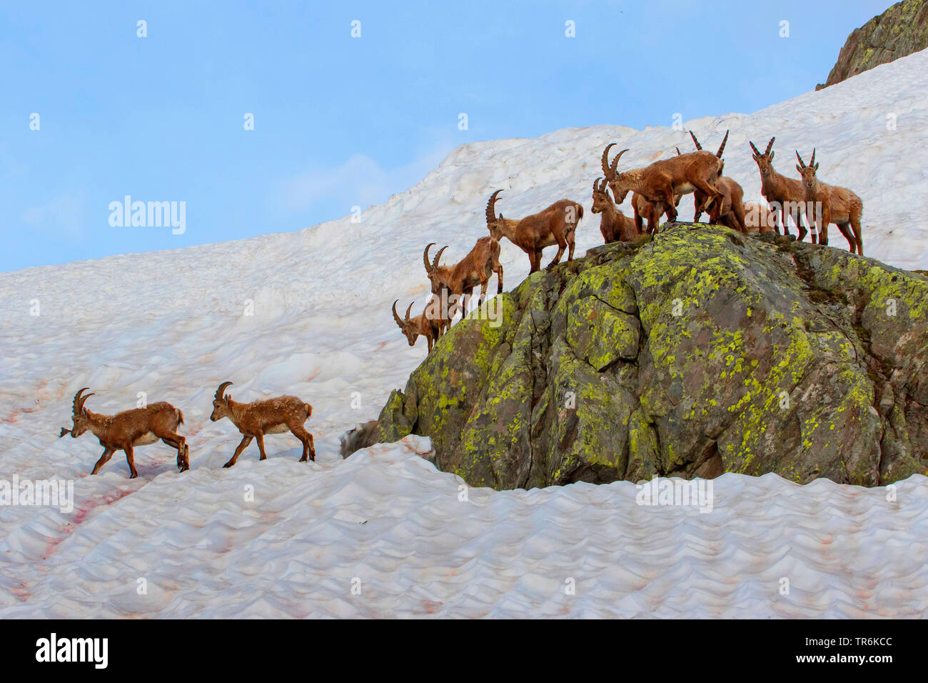 Alpensteinbock (Capra ibex, Capra ibex Ibex), Gruppe überquert einen Rock und ein Schneefeld, Schweiz, Wallis, Nufenenpass Stockfoto