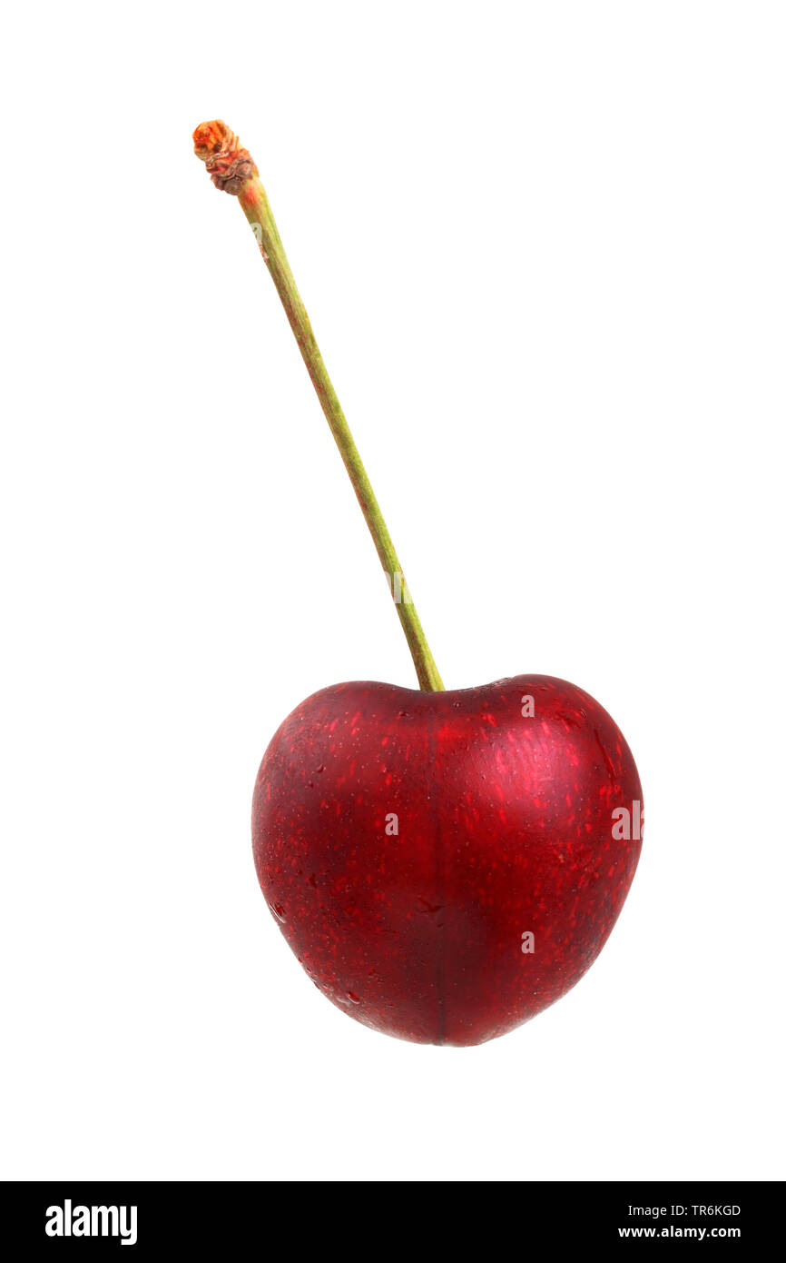 Süße Kirsche (Prunus avium 'Regina', Prunus avium Kordia), Kirsche der Sorte Kordia Stockfoto