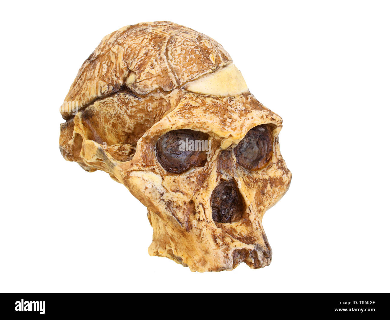 Frau Ples (Australopithecus africanus), Nachbildung der Schädel von Australopithecus africanus (Frau Ples) Stockfoto