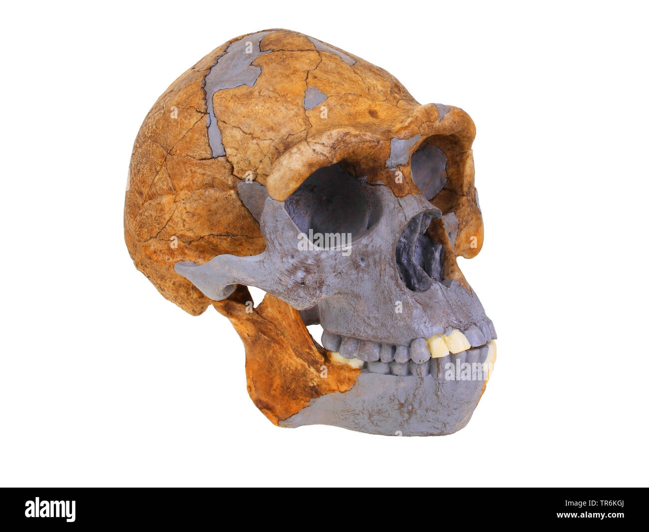 Peking Menschen (Homo erectus), Nachbildung der Schädel des Homo erectus (Peking Mann) Stockfoto