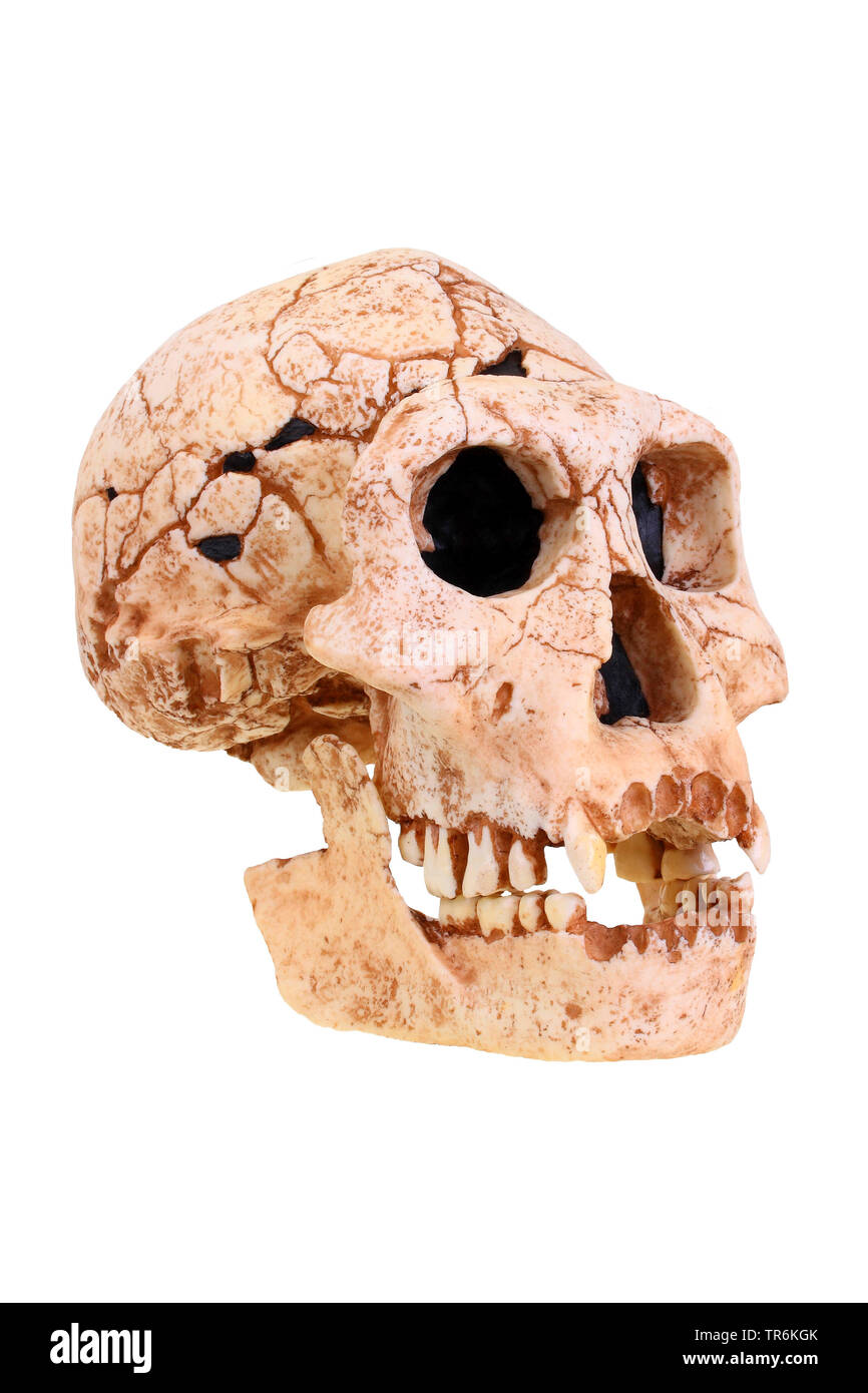 Dmanski Menschen (Homo erectus), Nachbildung der Schädel des Homo erectus Dmanski Stockfoto