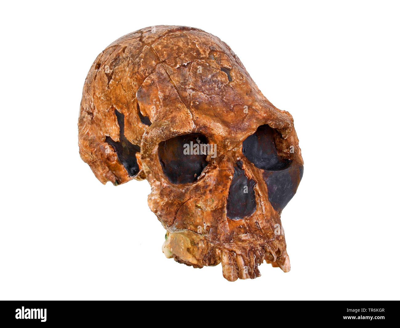 Der prähistorische Mensch (Homo habilis), Nachbildung der Schädel des Homo habilis Stockfoto