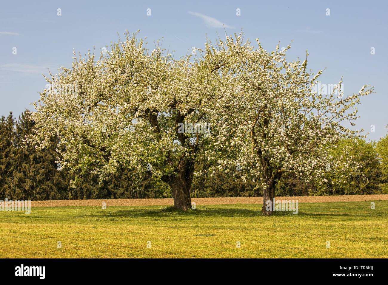 Apfelbaum (Malus Domestica), alte blühende Apfelbäume, Deutschland, Bayern, Isental Stockfoto