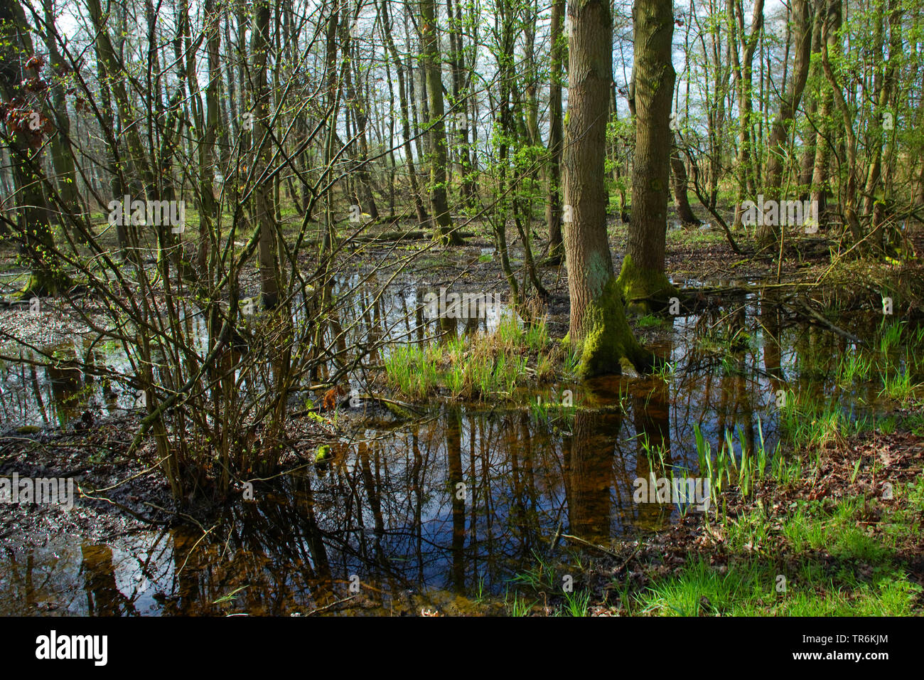 Auenwald im Frühjahr, Deutschland, Niedersachsen Stockfoto