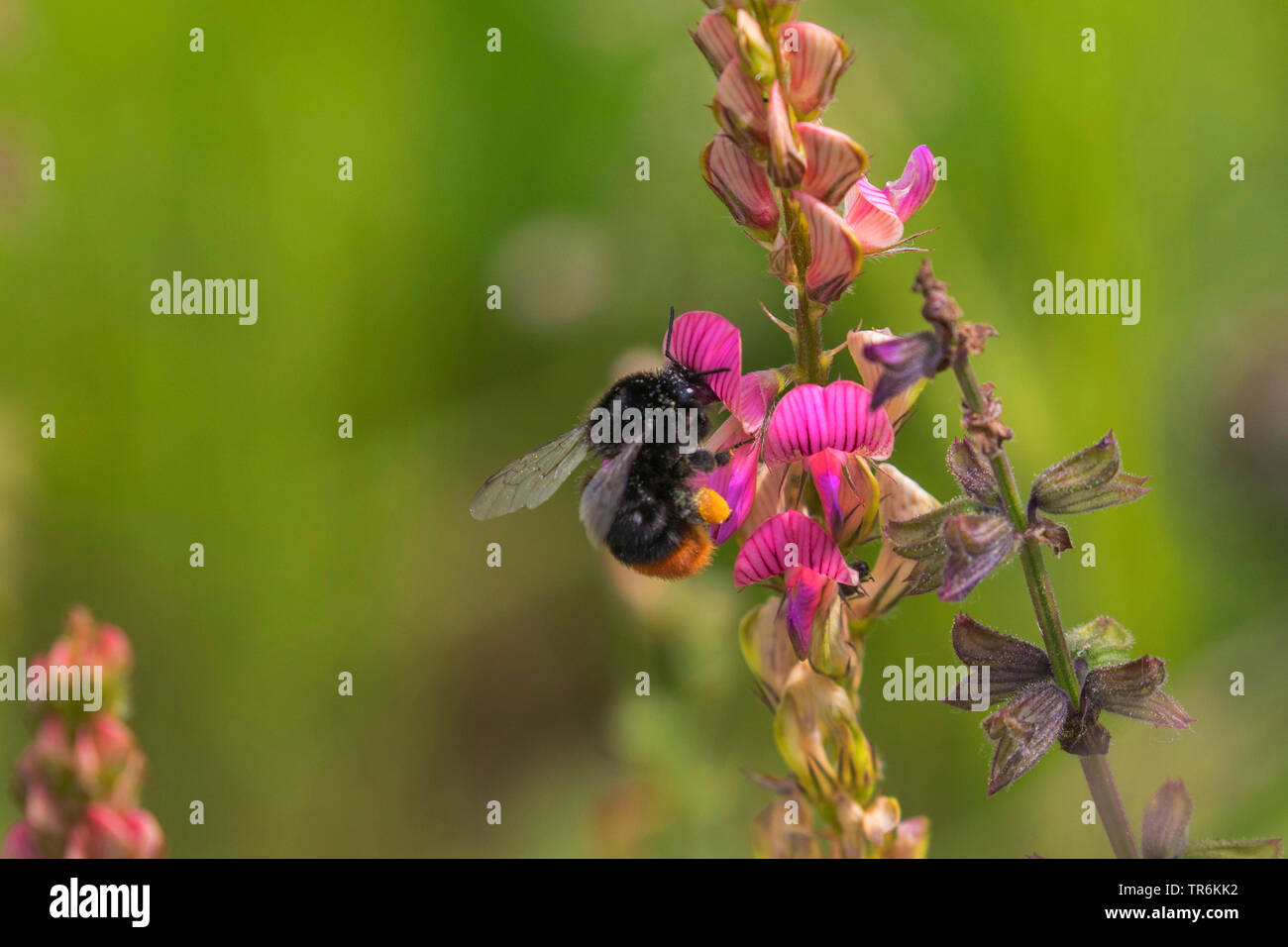 Red-tailed Bumble Bee (Bombus lapidarius, Pyrobombus lapidarius, Aombus lapidarius), Nektar saugen an einem esparcet Blume, Deutschland, Bayern Stockfoto
