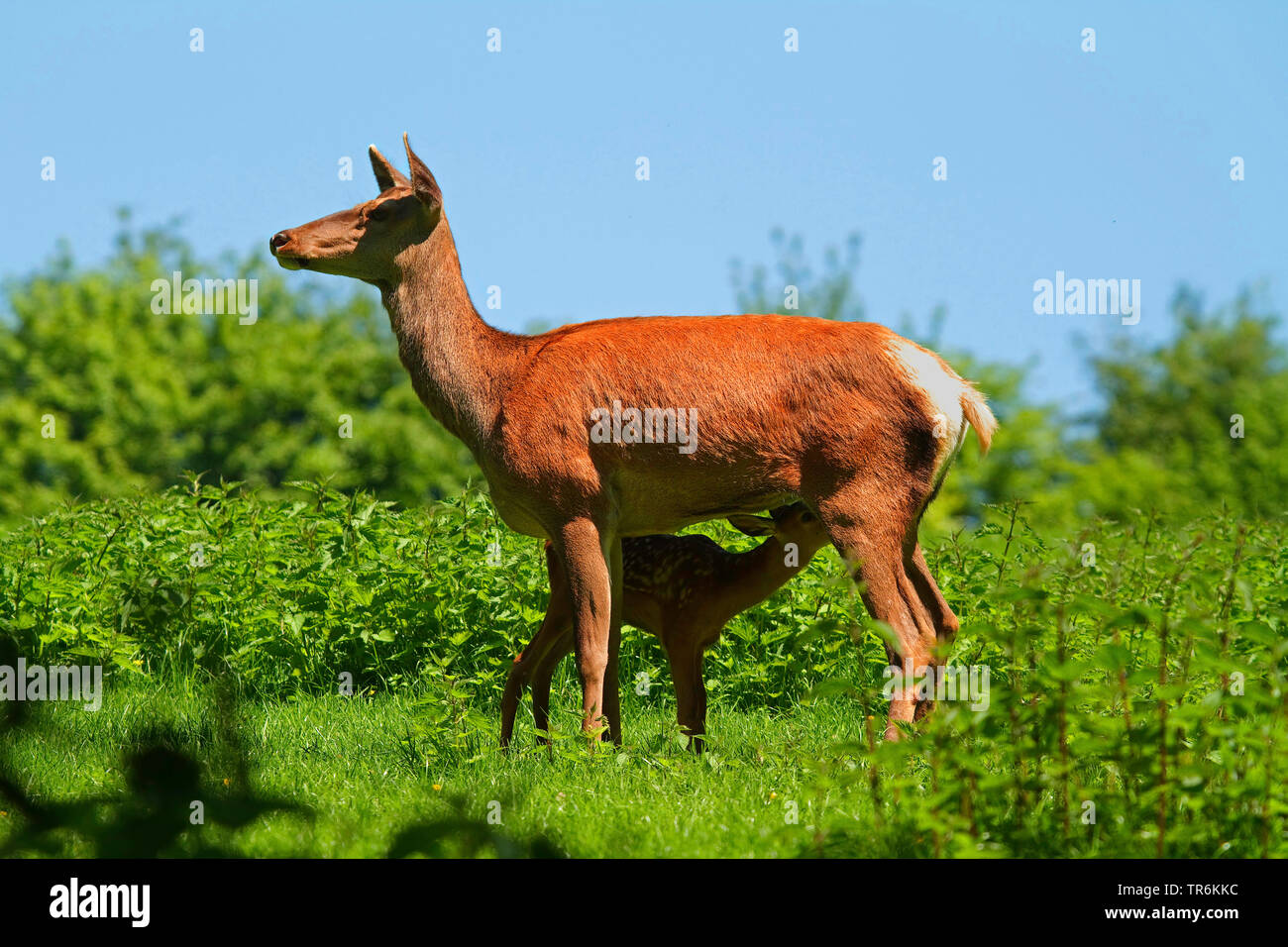Red Deer (Cervus elaphus), doe Krankenpflege fawn, Deutschland Stockfoto