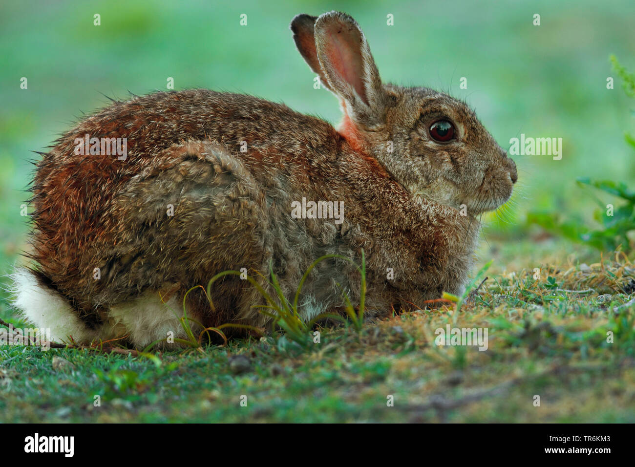 Europäische Kaninchen (Oryctolagus cuniculus), sitzend auf einer Düne, Deutschland, Niedersachsen, Norderney Stockfoto