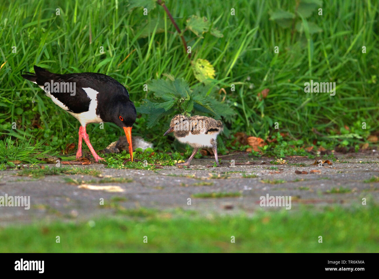 Paläarktis Austernfischer (Haematopus ostralegus), Deutschland, Niedersachsen, Norderney Stockfoto