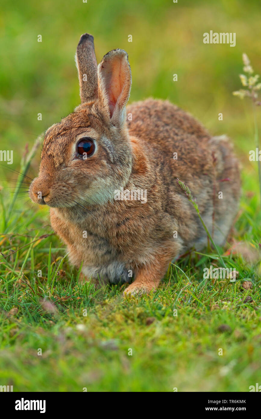 Europäische Kaninchen (Oryctolagus cuniculus), sitzend auf einer Düne, Deutschland, Niedersachsen, Norderney Stockfoto