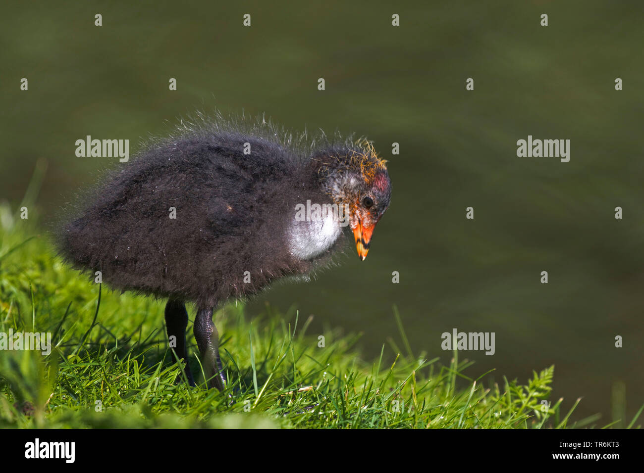 Schwarz Blässhuhn (Fulica atra), Chick, Deutschland, Niedersachsen, Norderney Stockfoto
