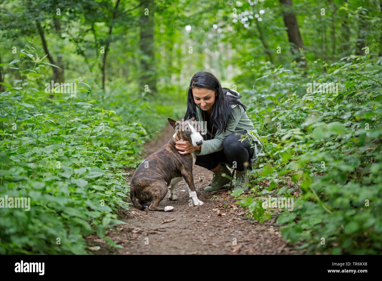 Bull Terrier (Canis lupus f. familiaris), Frau ihren Hund streicheln auf Waldweg, Deutschland Stockfoto