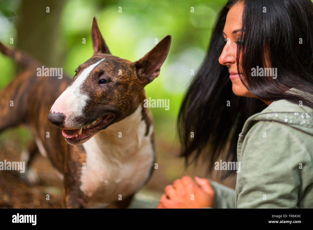Bull Terrier (Canis lupus f. familiaris), Frau und Hund im Wald, Deutschland Stockfoto