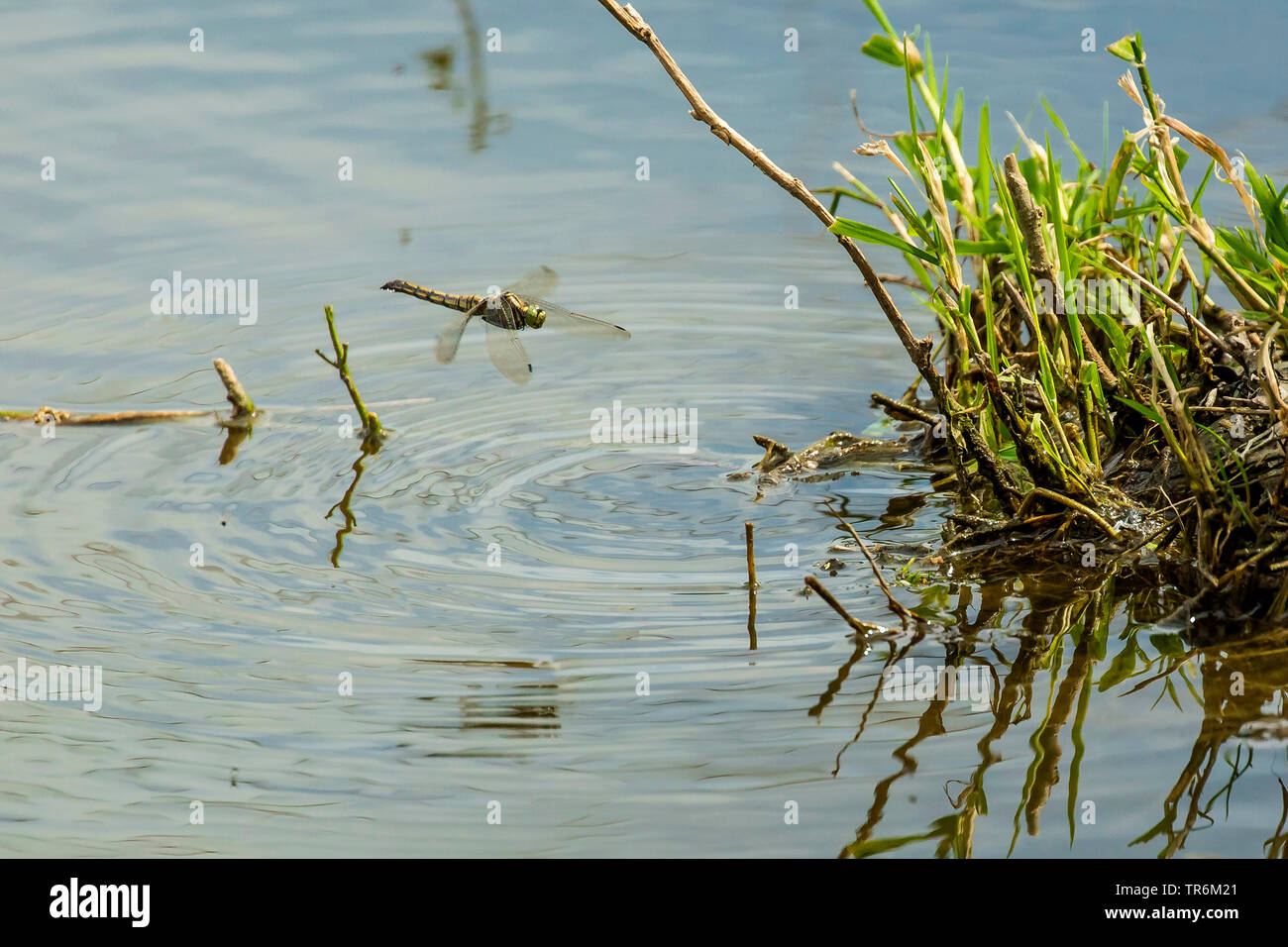 Black-tailed Skimmer (Orthetrum Cancellatum), Weibliche schwebt in der Luft für die Eiablage über eine Strecke von Wasser, Deutschland, Bayern, Niederbayern, Oberbayern Stockfoto