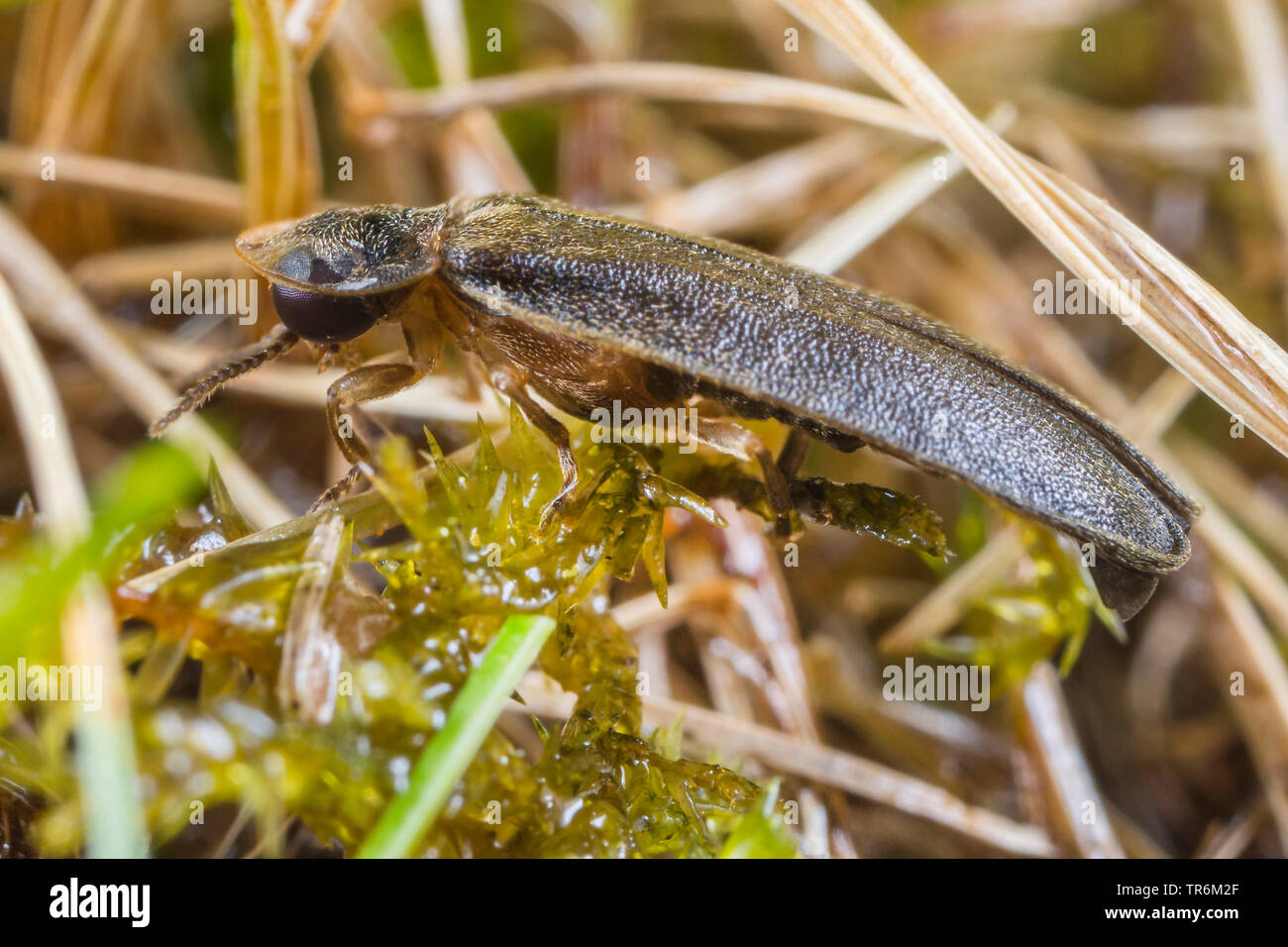 Kleine blitz Käfer (Lamprohiza splendidula, Phausis splendidula), sitzend auf einem moospad, Deutschland, Bayern, Niederbayern, Oberbayern Stockfoto