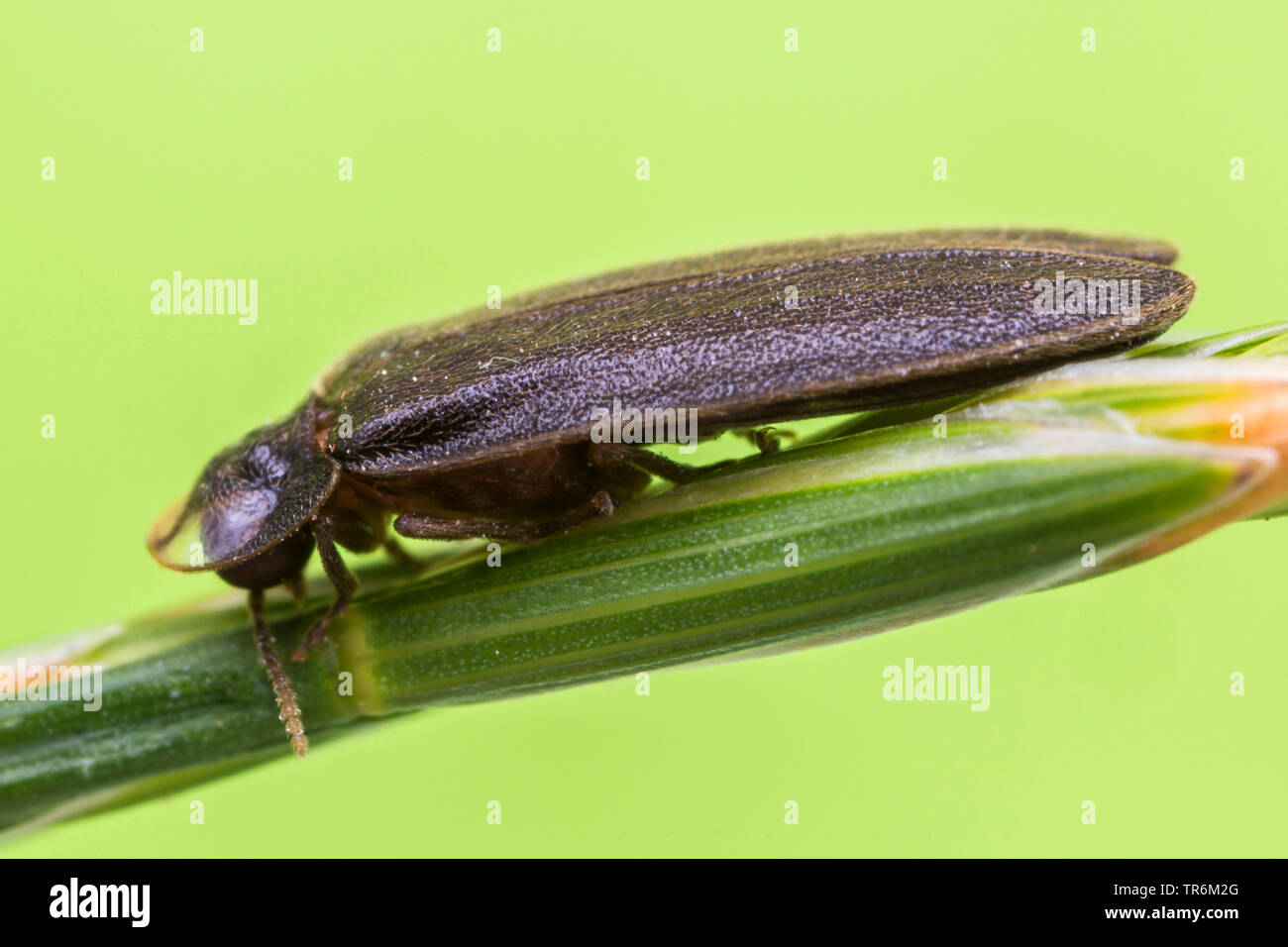 Kleine blitz Käfer (Lamprohiza splendidula, Phausis splendidula), männlich Sitzen auf einem Knospe, Deutschland, Bayern, Niederbayern, Oberbayern Stockfoto