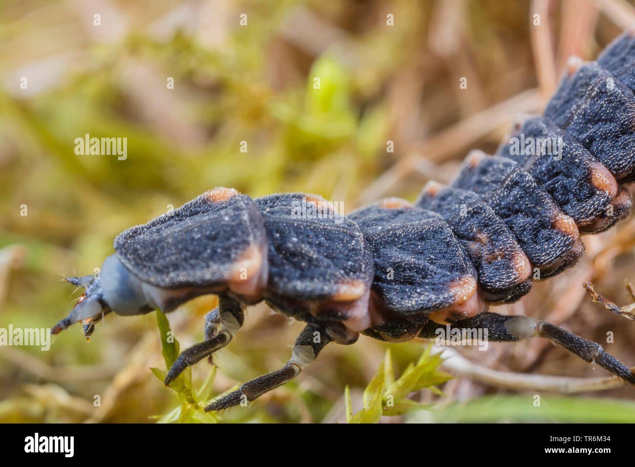 Kleine blitz Käfer (Lamprohiza splendidula, Phausis splendidula), Larve kriecht über Gras, Deutschland, Bayern, Niederbayern, Oberbayern Stockfoto