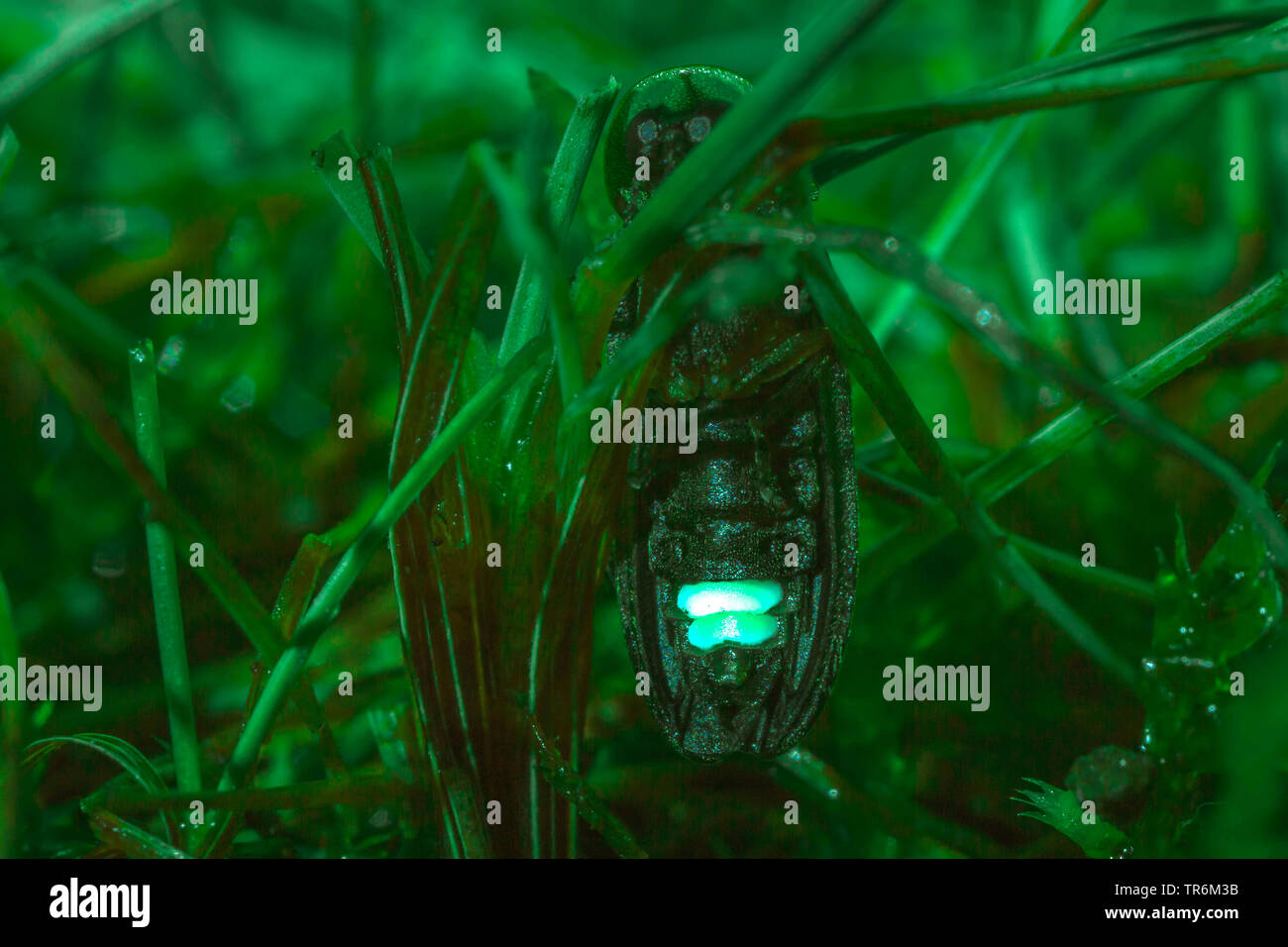 Kleine blitz Käfer (Lamprohiza splendidula, Phausis splendidula), an einem Spieß sitzen und Beleuchtung in der Nacht, Deutschland, Bayern, Niederbayern, Oberbayern Stockfoto