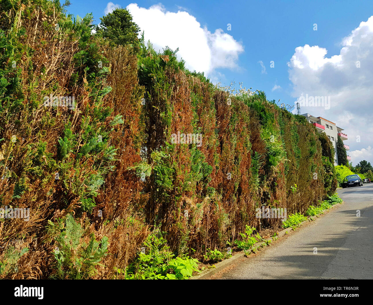 Lawson Zypresse, Port Orford Zeder (Chamaecyparis lawsoniana), Hedge mit trockenschäden, Deutschland Stockfoto