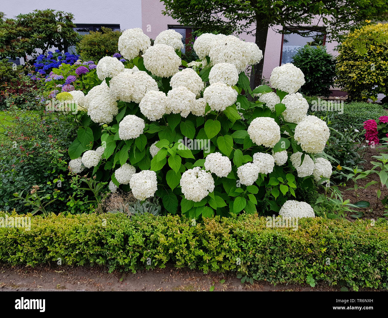 Garten Hortensien, spitze Kappe Hortensie (Hydrangea macrophylla), blühen in einem Garten, Deutschland Stockfoto