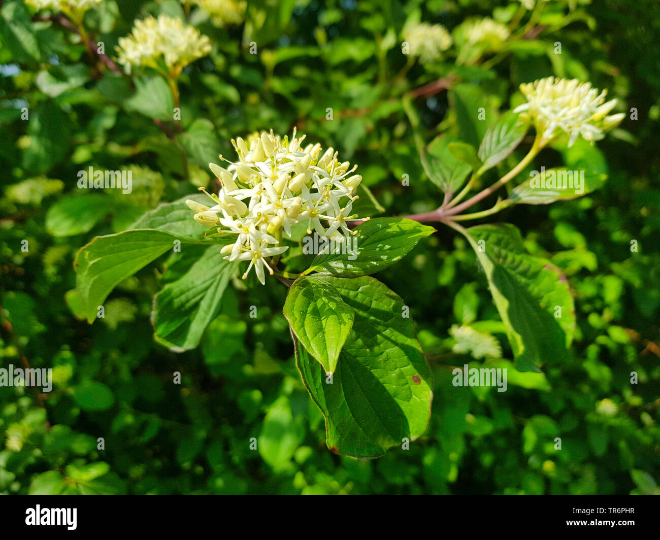 Hartriegel, Dogberry (Cornus sanguinea), blühender Zweig, Deutschland Stockfoto
