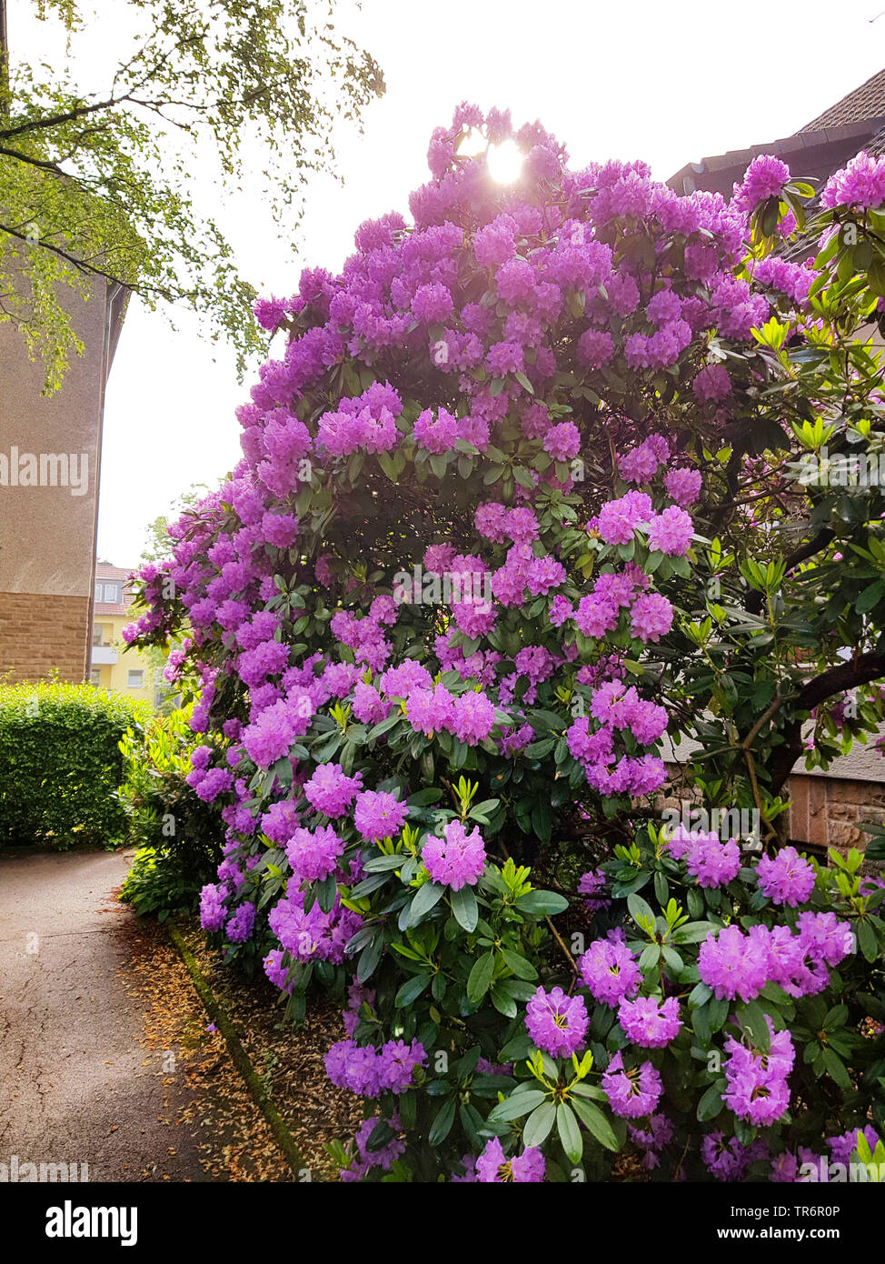 Catawba Rhododendron, Catawba Rose Bay (Rhododendron catawbiense), blhen  in einen Vorgarten, Deutschland Stockfotografie - Alamy
