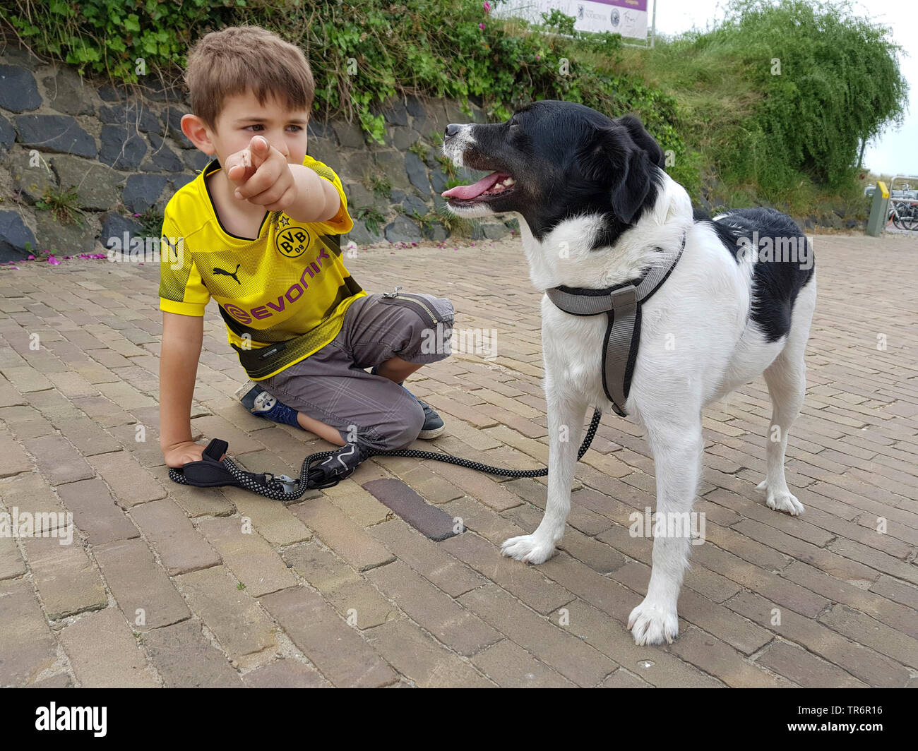 Gemischte Rasse Hund (Canis lupus f. familiaris), kleiner Junge kniend auf dem Boden und zeigen eine gemischte Rasse Hund etwas mit der Trigger Finger, Deutschland Stockfoto