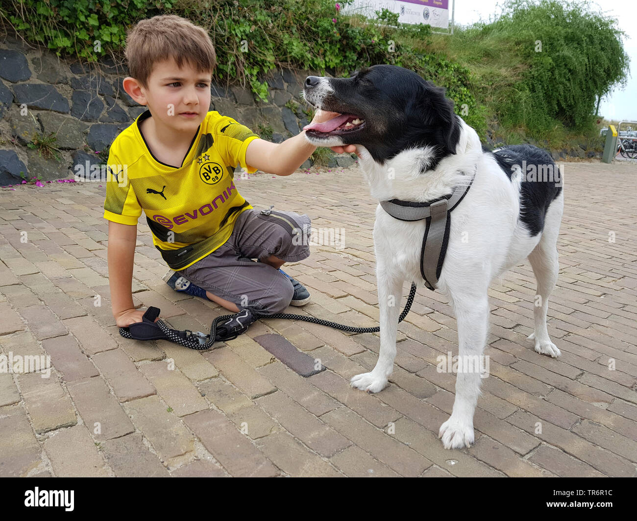 Gemischte Rasse Hund (Canis lupus f. familiaris), kleiner Junge kniend auf dem Boden und Streicheln ein mischlingen, Deutschland Stockfoto