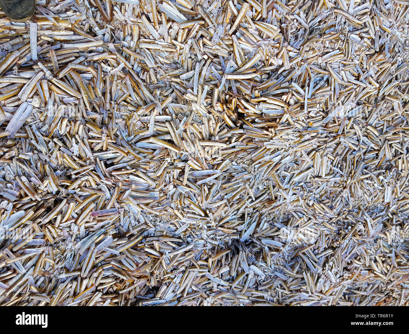 Razor clam Clam, Schwert, jackknife Razor (Ensis spec.), Massen von Schwert razor-Muscheln, Niederlande Stockfoto
