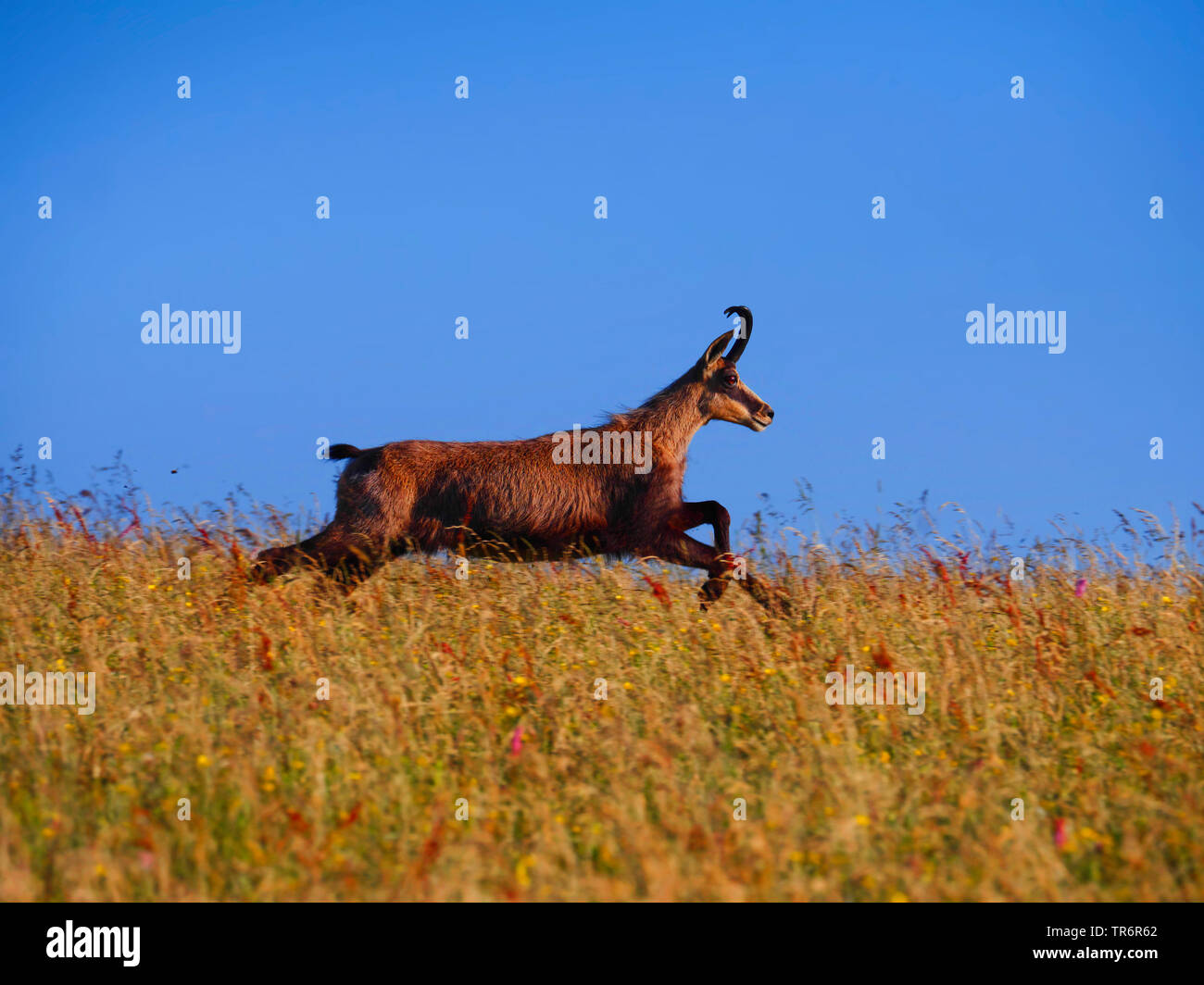 Gemse (Rupicapra rupicapra), Gemsen fliehen im Sommer auf einer Wiese in die hohen Vogesen, Frankreich, Vogesen Stockfoto