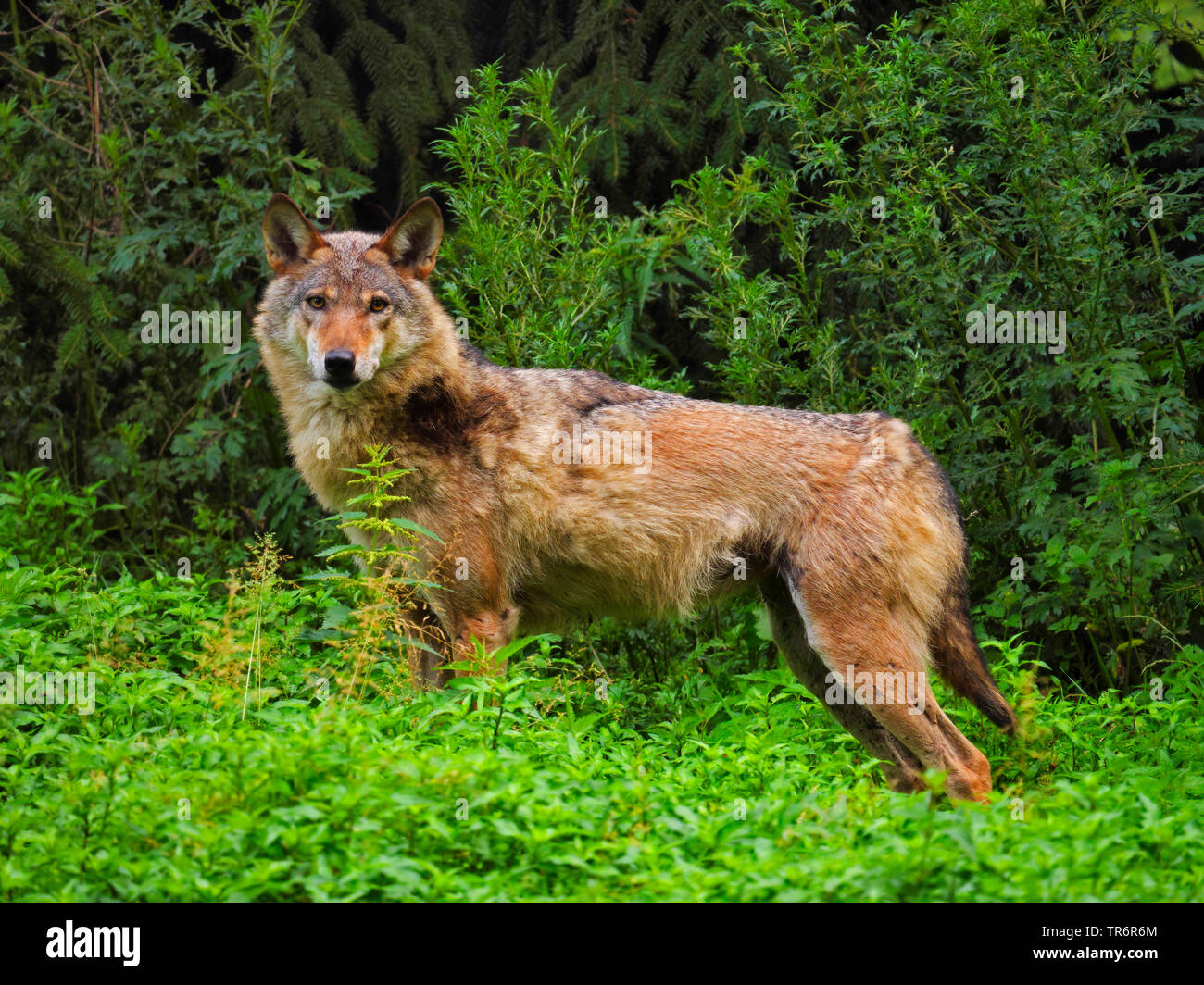 Europäische grauer Wolf (Canis lupus Lupus), männlich Wolf stehend in einem Wald Wiese im Frühjahr, Deutschland, Sachsen Stockfoto