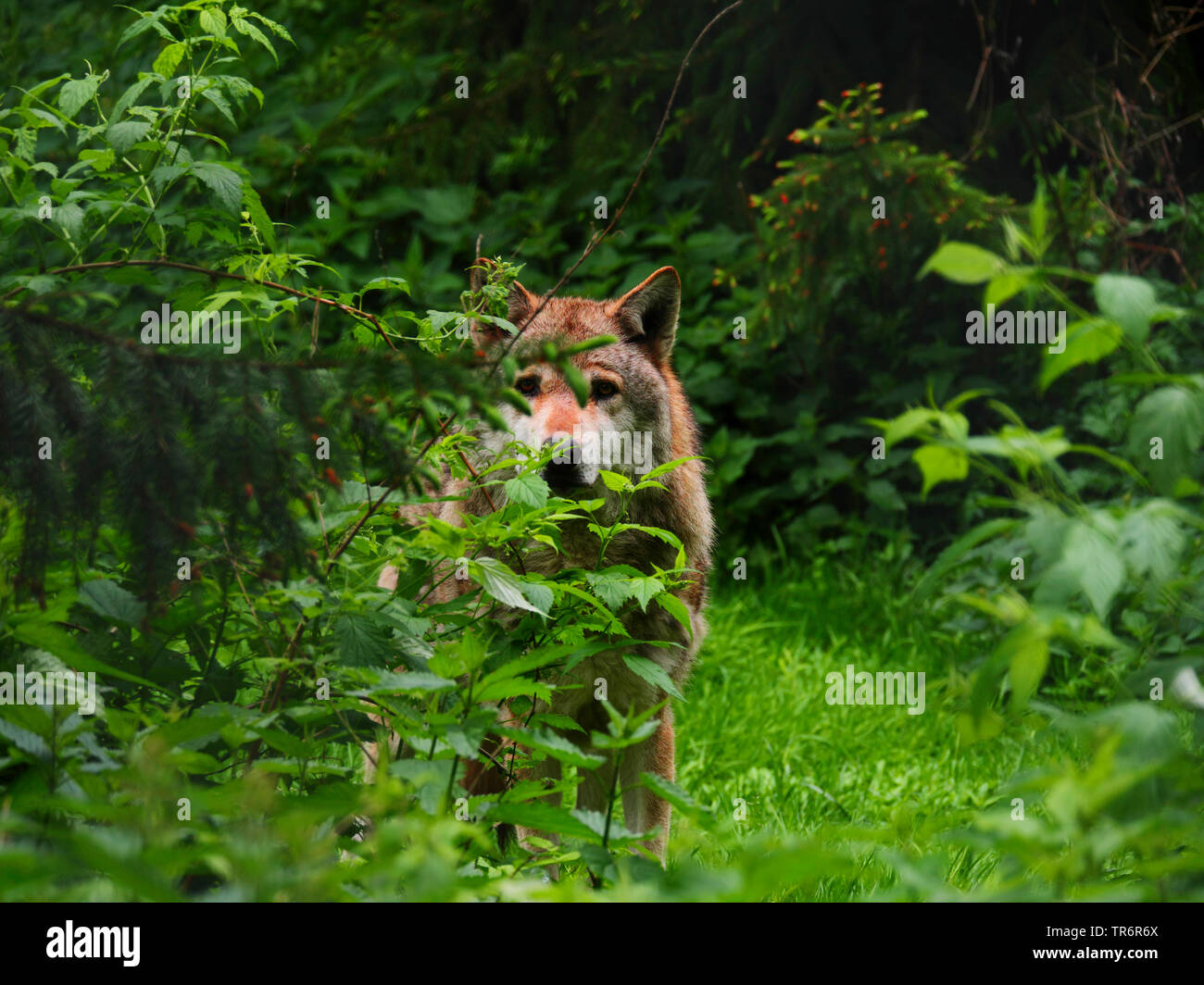 Europäische grauer Wolf (Canis lupus Lupus), männlich Wolf im Wald Wiese im Frühjahr, Deutschland, Sachsen Stockfoto