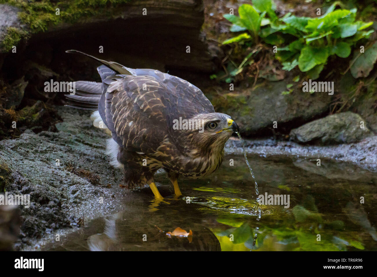 Eurasischen Mäusebussard (Buteo buteo), Trinkwasser in einem kleinen Wald Teich, Schweiz, Sankt Gallen Stockfoto