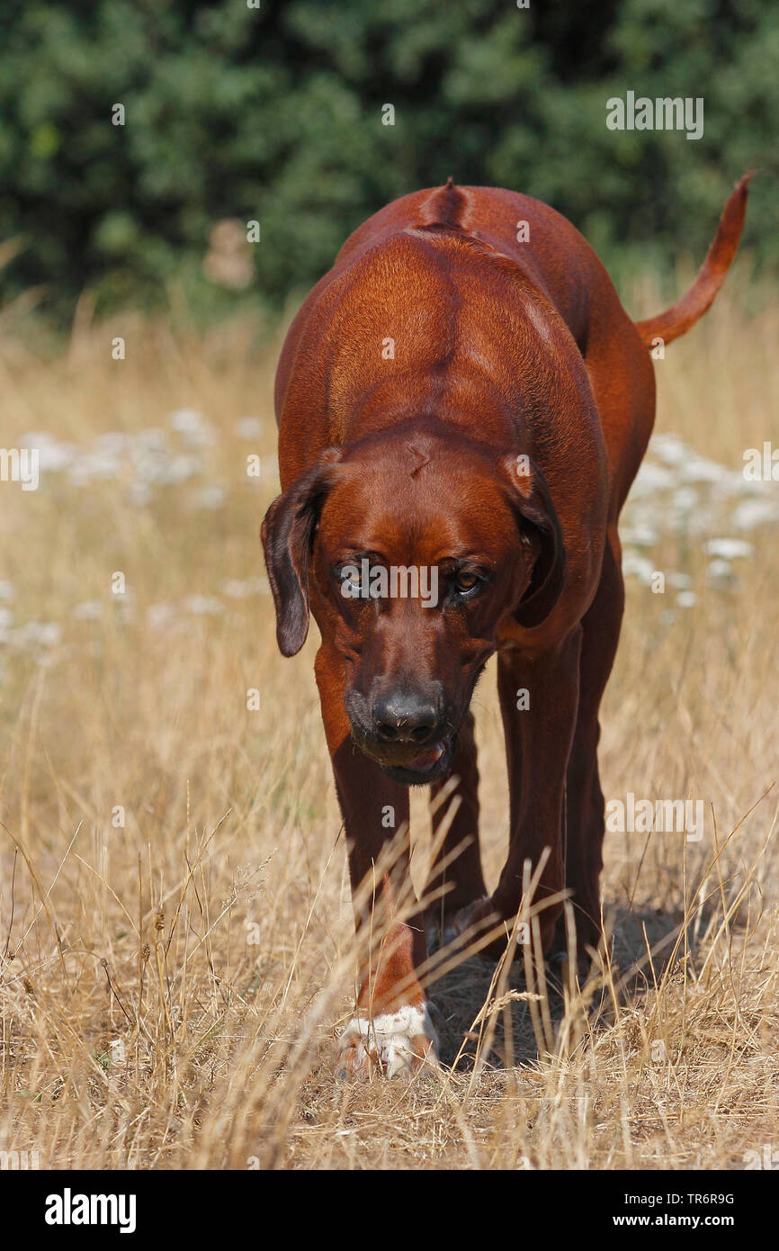 Rhodesian Ridgeback (Canis lupus f. familiaris), 15 Jahre alt, männlich Hundewiesen aufmerksam auf getrocknete Gras Stockfoto
