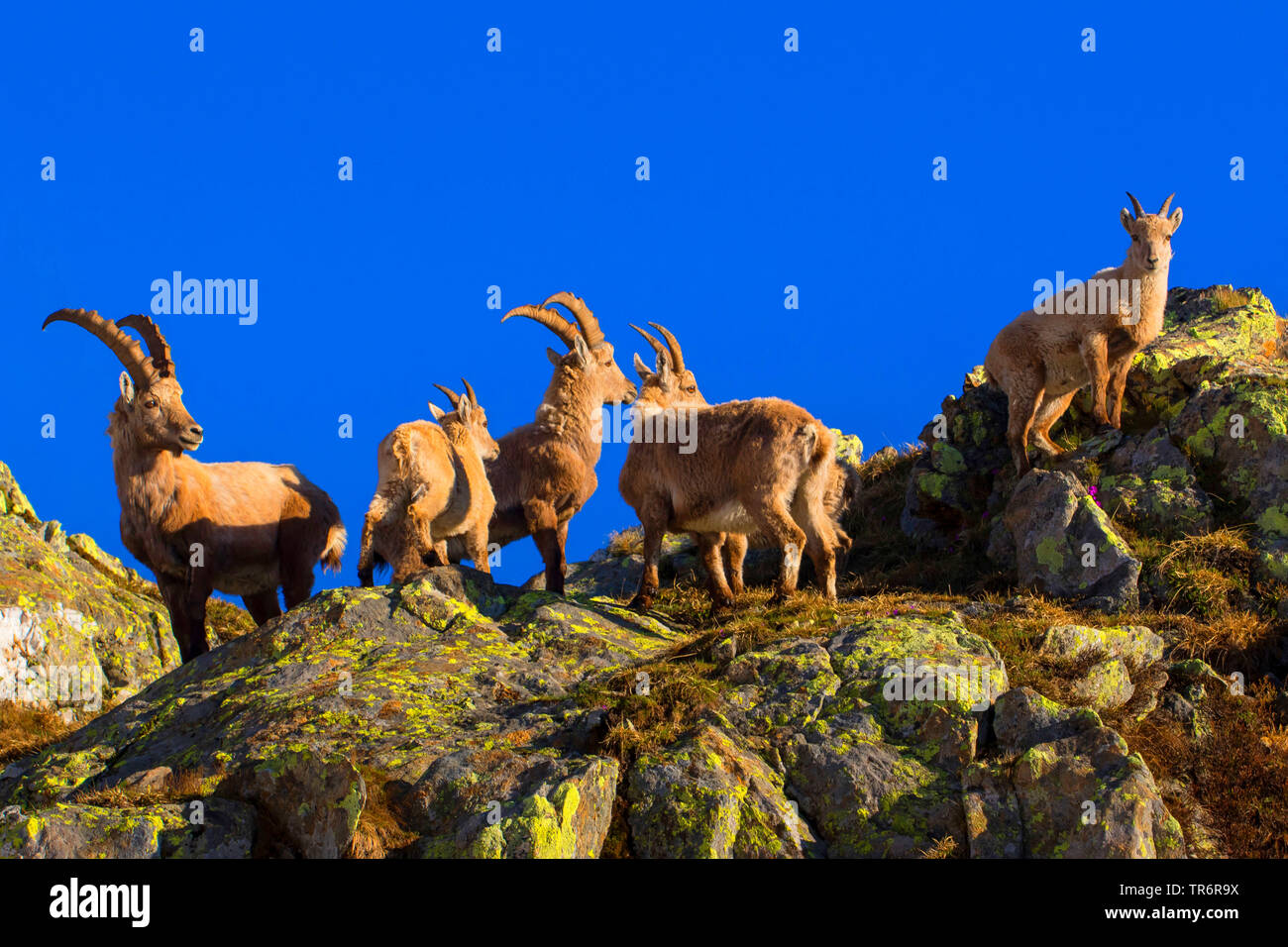 Alpensteinbock (Capra ibex, Capra ibex Ibex), eine Gruppe Steinböcke klettern auf einem Rock gegen den blauen Himmel, Schweiz, Wallis, Nufenenpass Stockfoto