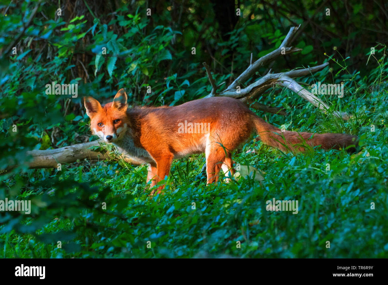 Red Fox (Vulpes vulpes), am Morgen auf die Jagd durch den Wald, Schweiz, Sankt Gallen Stockfoto