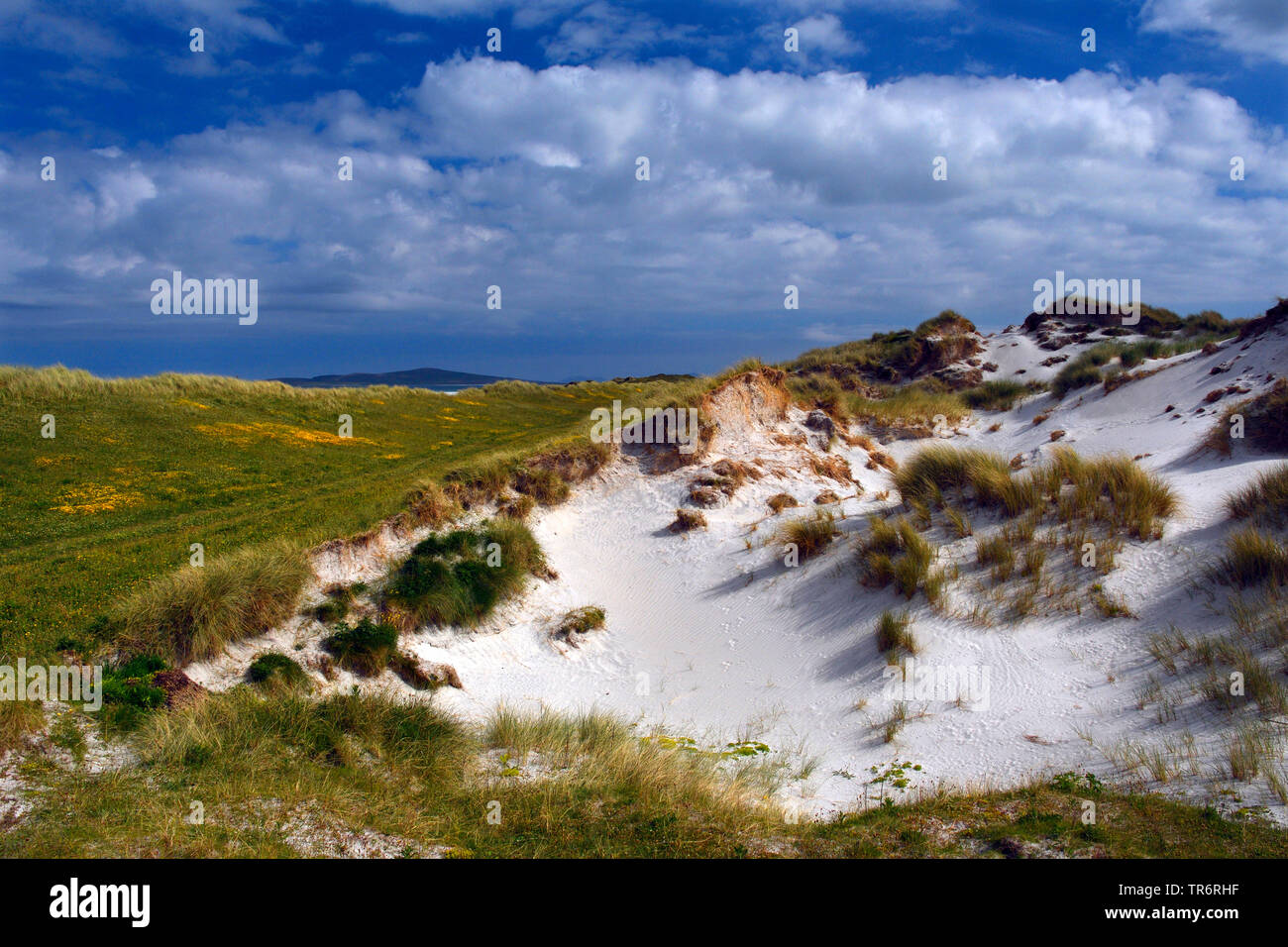 Bewachsene Sanddünen, Vereinigtes Königreich, Schottland, North Uist, Clachan Sands Machair Stockfoto